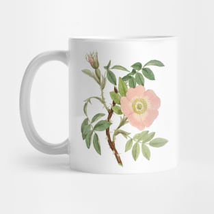 Dog Rose Flower Botanical Illustration Mug